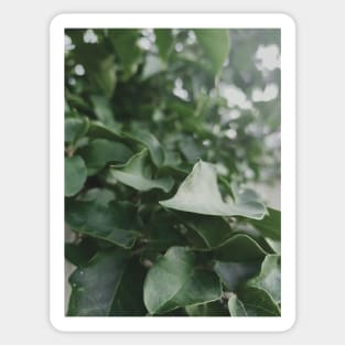 green leaves, dark green leaf, plant, nature Sticker